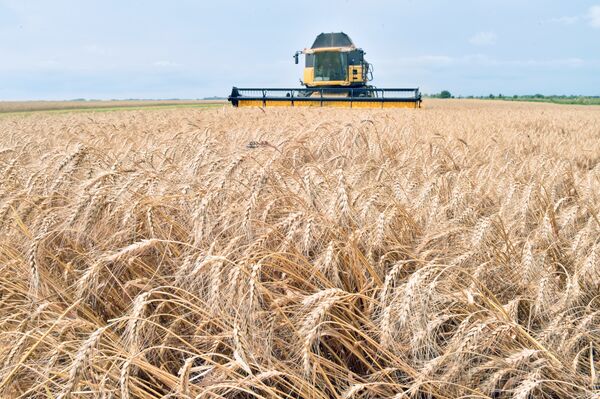 A combine harvester gathers grain from a field in Ukraine (file). A combine harvester gathers grain from a field in Ukraine (file). - Sputnik International