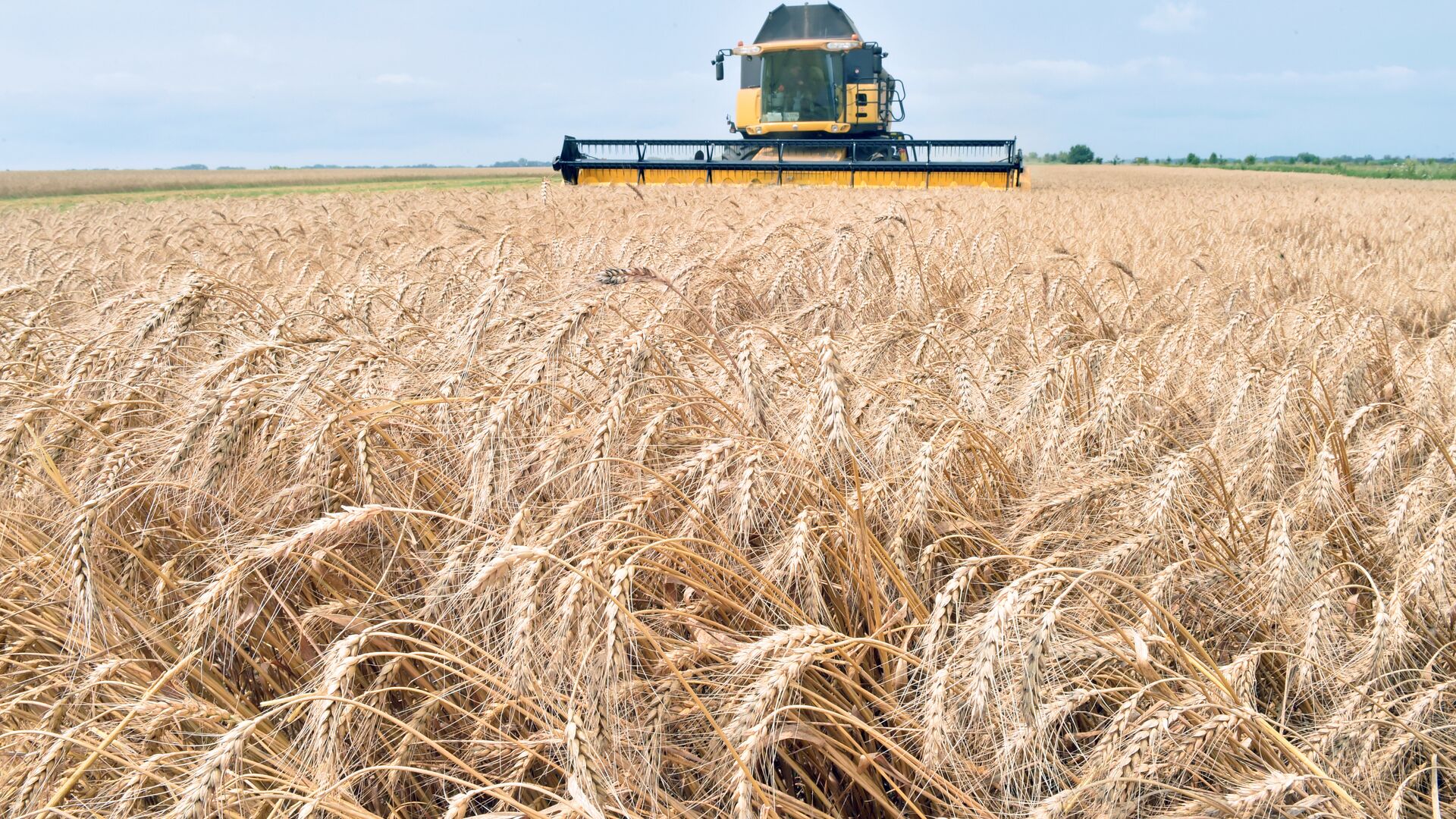 A combine harvester gathers grain from a field in Ukraine (file). - Sputnik International, 1920, 24.06.2022