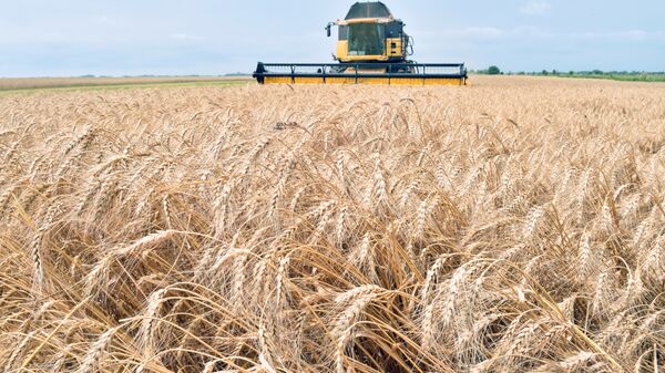 A combine harvester gathers grain from a field in Ukraine (file). - Sputnik International