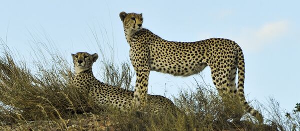Cheetahs Cheetahs - Sputnik International