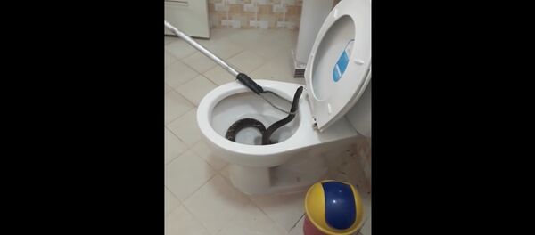 Snake in Toilet - Sputnik International