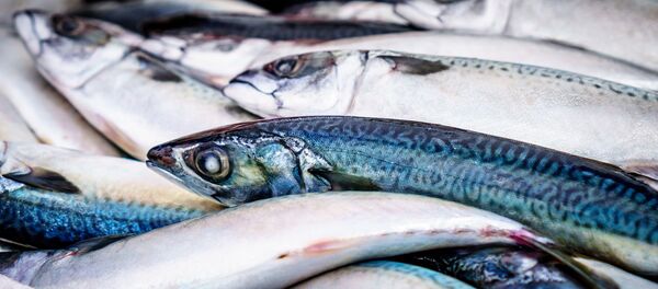 Fish - Sputnik International