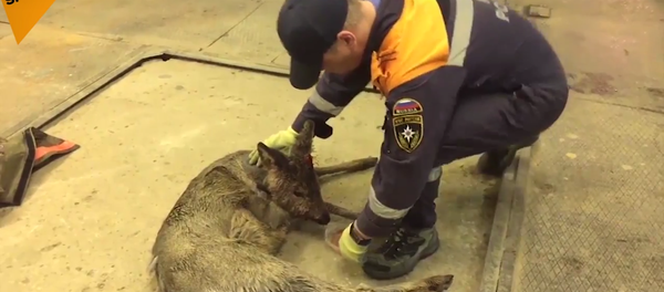 Russian EMERCOM Saves Animals Russian EMERCOM Saves Animals - Sputnik International