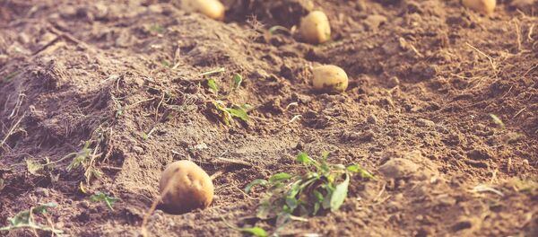 Potato. (File) Potato. (File) - Sputnik International