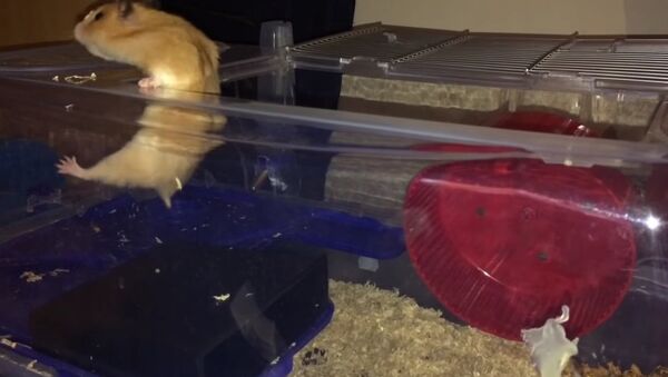 Clever hamster's escape - Sputnik International