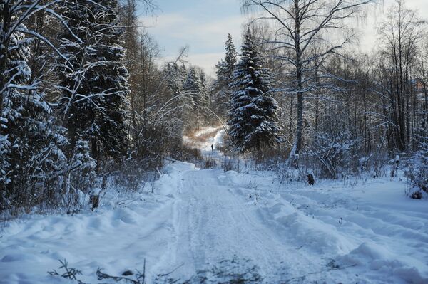 Winter in Moscow suburban forest. (File) Winter in Moscow suburban forest. (File) - Sputnik International
