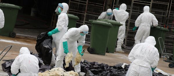 Workers cull chickens at the Cheung Sha Wan Temporary Wholesale Poultry Market in Hong Kong on June 7, 2016 - Sputnik International