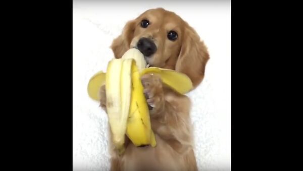 Dog vs. Banana - Sputnik International