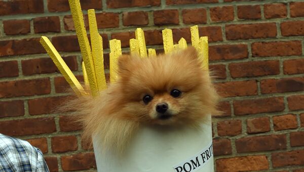 A dog dressed as french fries attends the 25th Annual Tompkins Square Halloween Dog Parade in New York October 24, 2015 - Sputnik International