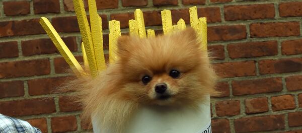 A dog dressed as french fries attends the 25th Annual Tompkins Square Halloween Dog Parade in New York October 24, 2015 A dog dressed as french fries attends the 25th Annual Tompkins Square Halloween Dog Parade in New York October 24, 2015 - Sputnik International