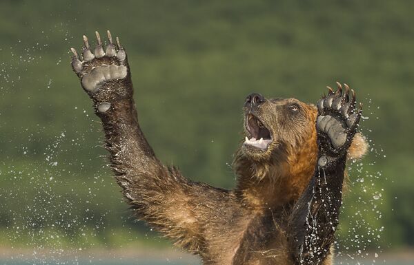 Best Photos of the Wildlife of Russia 2016 Contest - Sputnik International