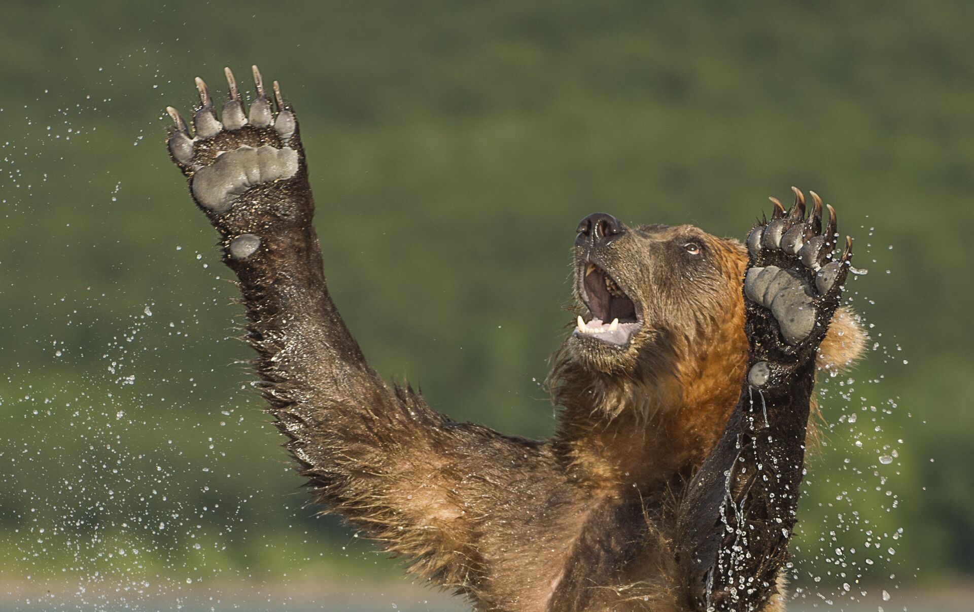Видео наконец то еду я на родину. Медведь в дикой природе. Радостный медведь. Дикая природа России. Медведь радуется.