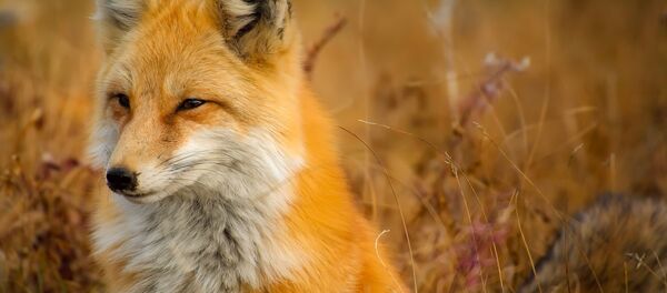 Fox Fox - Sputnik International