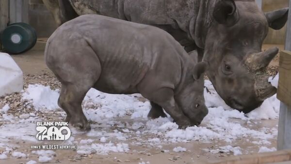 Baby Rhino Discovers Snow - Sputnik International