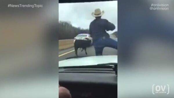 Wild West! Tennessee sheriff cowboy lassoes runaway calf from police car. Viral video - Sputnik International