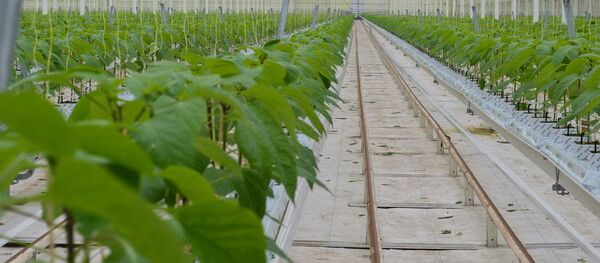 Dutch Pepper Grower: Russia Was a Growing Market - Sputnik International