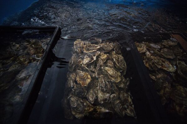 Oysters - Sputnik International