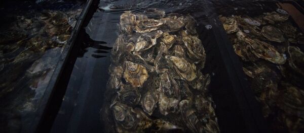Oysters Oysters - Sputnik International