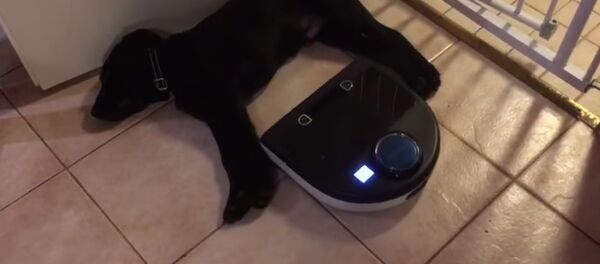 Paavo sleeps while Neato travels around him Paavo sleeps while Neato travels around him - Sputnik International