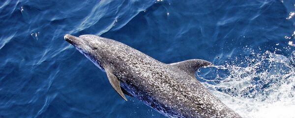 Ocean life - Sputnik International