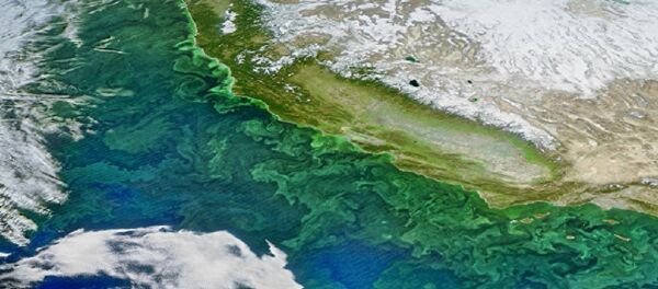 Blooming plankton - Sputnik International