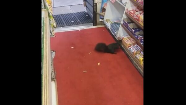 SQUIRREL STEALS CHOCOLATE BAR: Crunchie Caper - Sputnik International