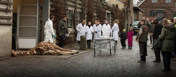 Giraffe Copenhagen Giraffe Copenhagen - Sputnik International