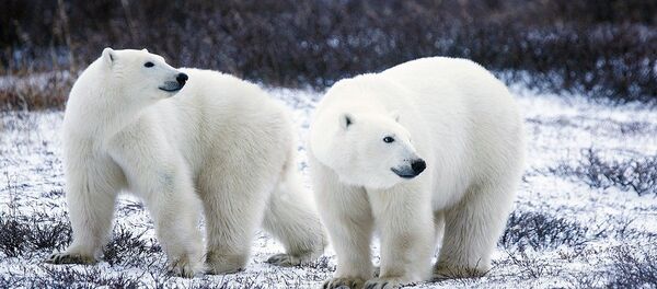 Polar bears - Sputnik International