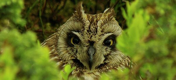 Pechora-Ilych Nature Reserve - Sputnik International