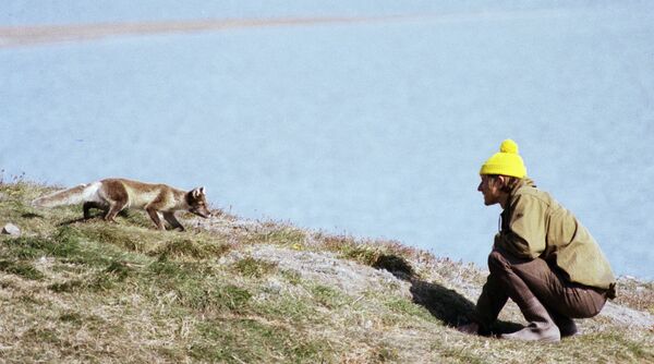 Biologist monitoring polar fox in the Wrangel Island reserve - Sputnik International