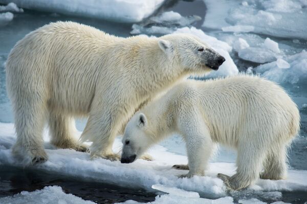 Polar bears - Sputnik International