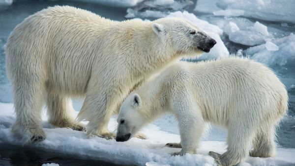 Polar bears - Sputnik International