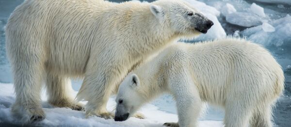 Polar bears - Sputnik International