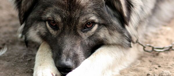 Dog - Sputnik International