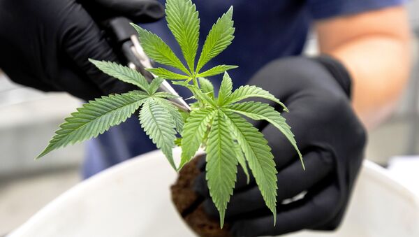 Ian Johnston trims medicinal marijuana plants at Tweed INC. in Smith Falls, Ontario on December 5, 2016. - Sputnik International