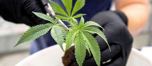 Ian Johnston trims medicinal marijuana plants at Tweed INC. in Smith Falls, Ontario on December 5, 2016. - Sputnik International