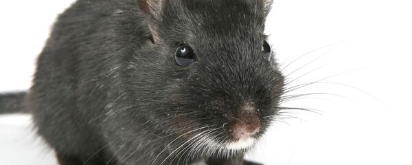 Mouse Mouse - Sputnik International