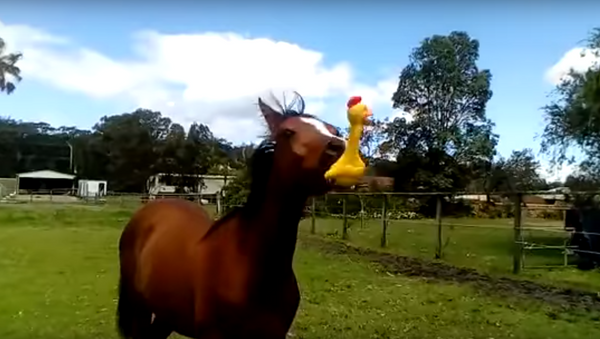 Horse Gets a Not-So-Quiet Friend - Sputnik International