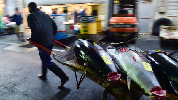 Bluefin tuna are taken away by a fishmonger after purchasing them on the first trading day of the new year at Tokyo's Tsukiji fish market on January 5, 2016 - Sputnik International