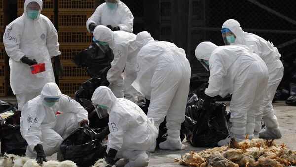 Health workers in full protective gear pick up killed chickens in plastic bags after suffocated them by using carbon dioxide at a wholesale poultry market in Hong Kong (File) - Sputnik International