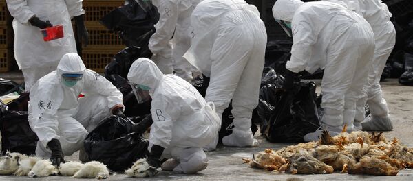 Health workers in full protective gear pick up killed chickens in plastic bags after suffocated them by using carbon dioxide at a wholesale poultry market in Hong Kong (File) - Sputnik International