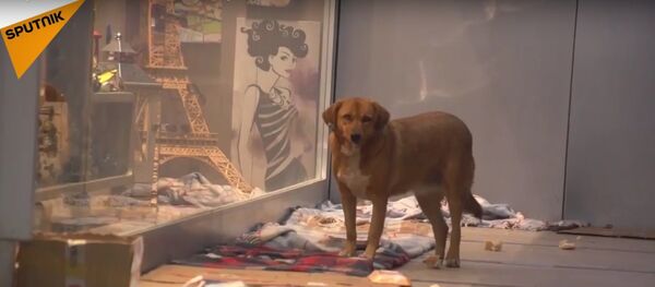 Dogs Sheltered From The Cold In Turkey Dogs Sheltered From The Cold In Turkey - Sputnik International