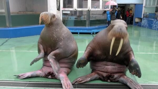 Walruses dance on PPAP song - Sputnik International