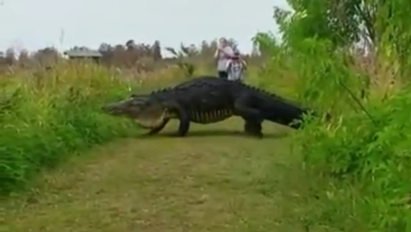 Godzilla Like Alligator Caught On Video - Sputnik International
