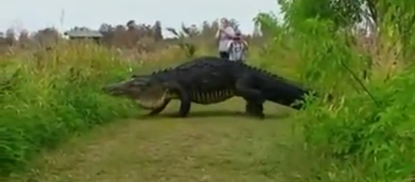 Godzilla Like Alligator Caught On Video Godzilla Like Alligator Caught On Video - Sputnik International