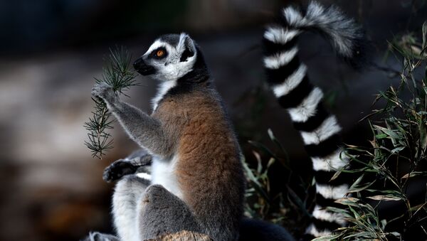 A ring-tailed lemur - Sputnik International