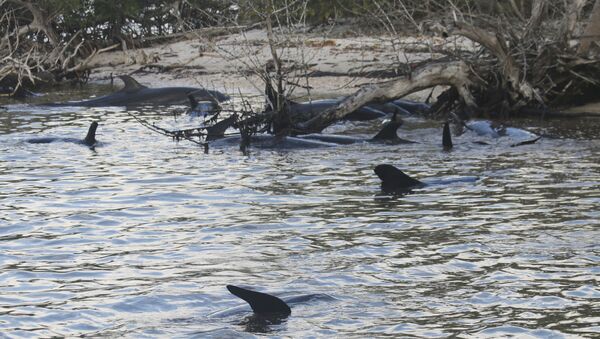 False Killer Whales Stranded in South Florida - Sputnik International