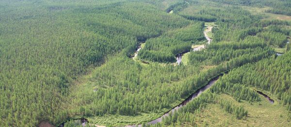The taiga near the site of the Tungus meteorite fall. (File) The taiga near the site of the Tungus meteorite fall. (File) - Sputnik International