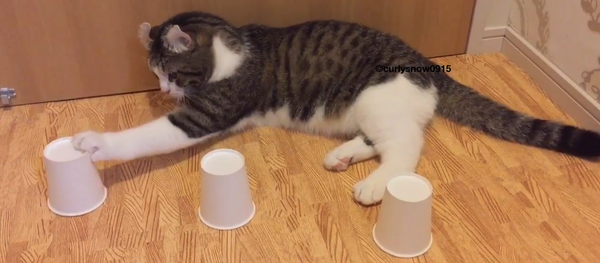 3 cups might be too easy for Snow! - Sputnik International