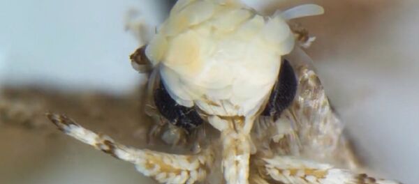 Neopalpa donaldtrumpi - Sputnik International